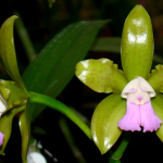 Cattleya leopoldii